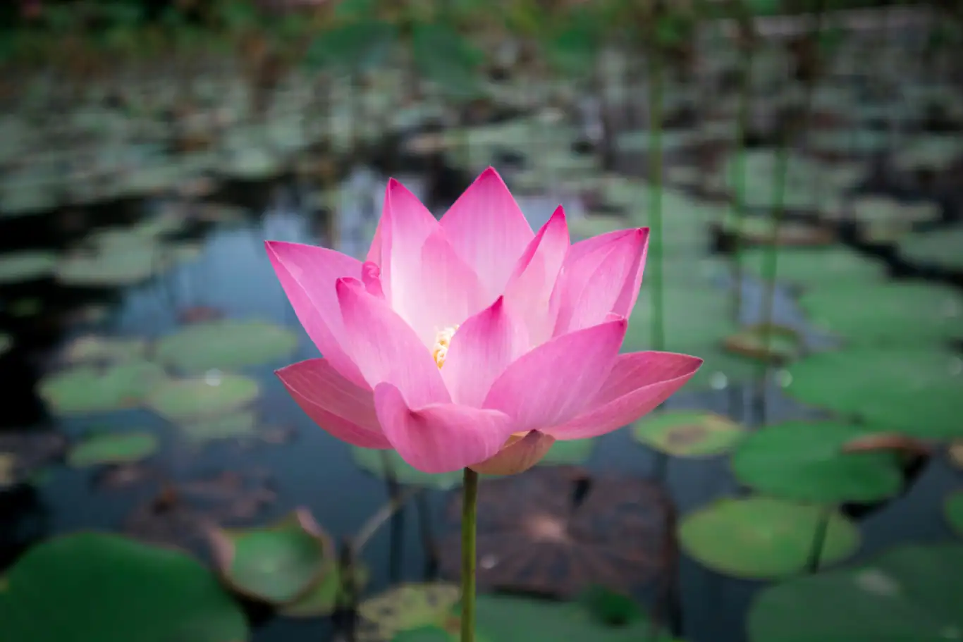 indian lotus flower 01